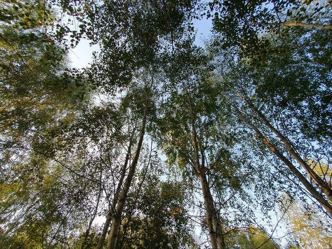 Działka budowlana Wiązowna