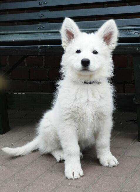 Biały Owczarek Szwajcarski