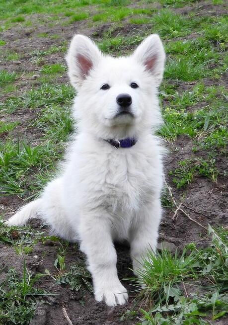 Biały Owczarek Szwajcarski