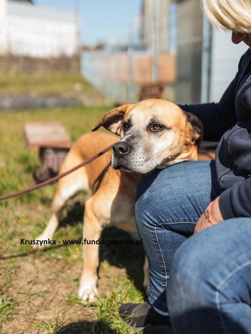 Kruszynka cudowna, dzielna sunia