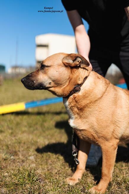 Kumpel- Czeka na swój wymarzony dom!