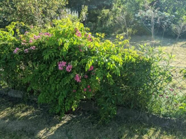 Ogródek działkowy ROD Jelcz 300 m2 + drzewa, kwiaty WROCŁAW