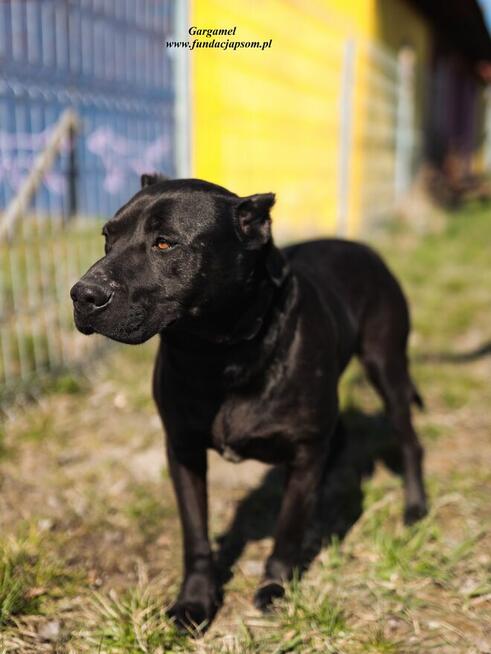 Gargamel - piesek w typie cane corso