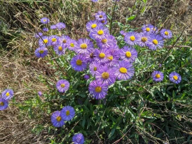 Ogródek działkowy ROD Jelcz 300 m2 + drzewa, kwiaty WROCŁAW