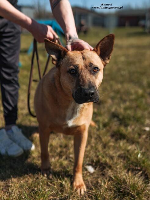 Kumpel- Czeka na swój wymarzony dom!