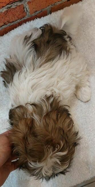 Dziewczynka Shih-tzu do odbioru