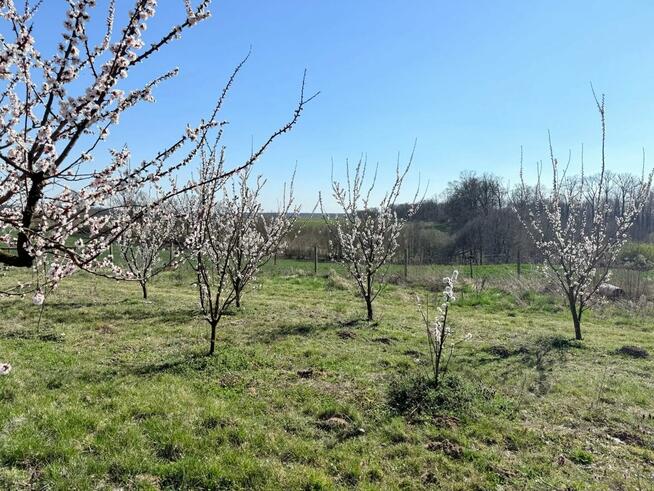 Działka siedliskowa 4344 m2, wydane WZ - Brochocin