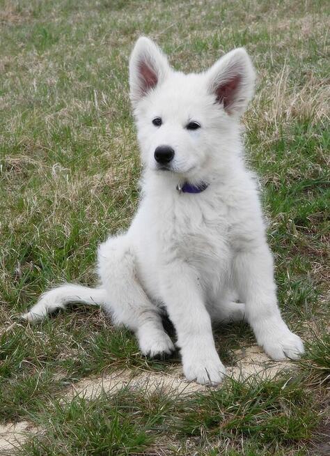 Biały Owczarek Szwajcarski