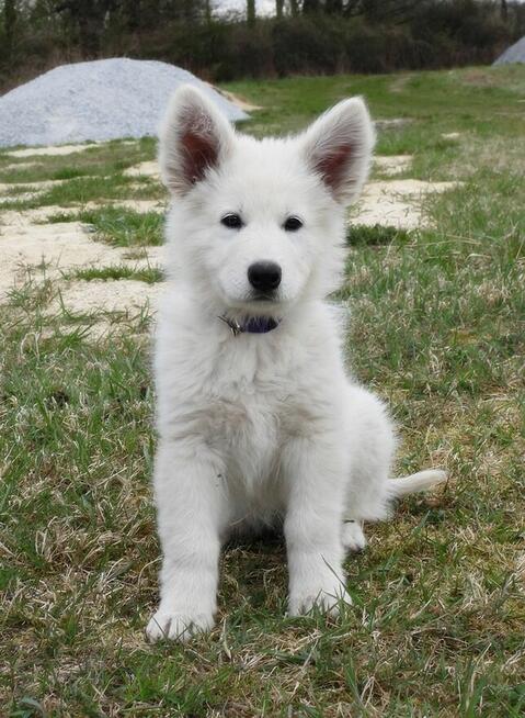 Biały Owczarek Szwajcarski