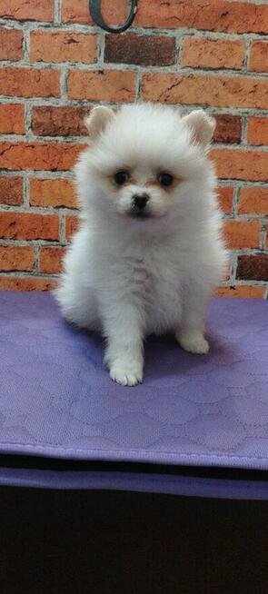 Pomeranian szpic miniahurowy dziewczynka