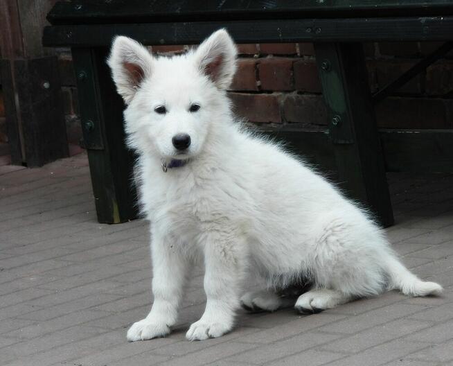 Biały Owczarek Szwajcarski