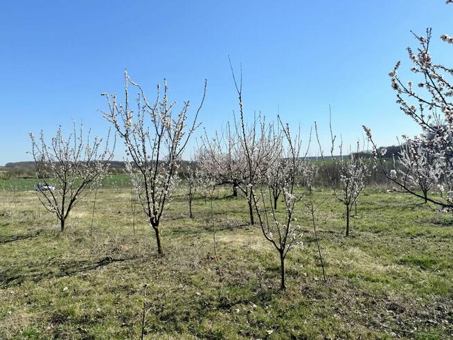 Działka siedliskowa 4344 m2, wydane WZ - Brochocin