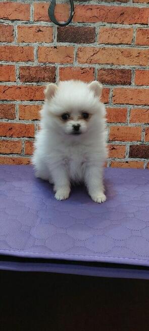Pomeranian szpic miniahurowy dziewczynka