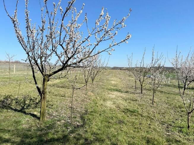 Działka siedliskowa 4344 m2, wydane WZ - Brochocin