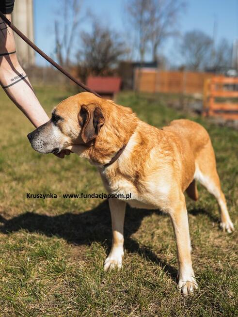 Kruszynka cudowna, dzielna sunia