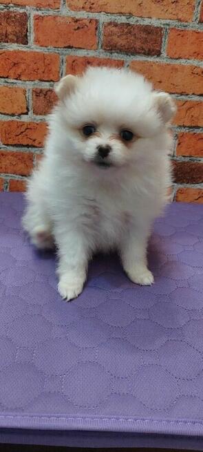 Pomeranian szpic miniahurowy dziewczynka