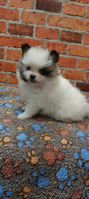 Pomeranian szpic miniaturowy chlopiec