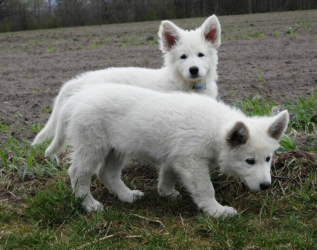 Biały Owczarek Szwajcarski