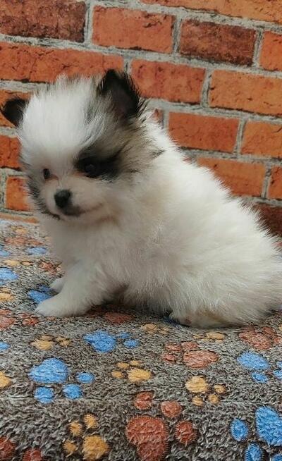 Pomeranian szpic miniaturowy chlopiec