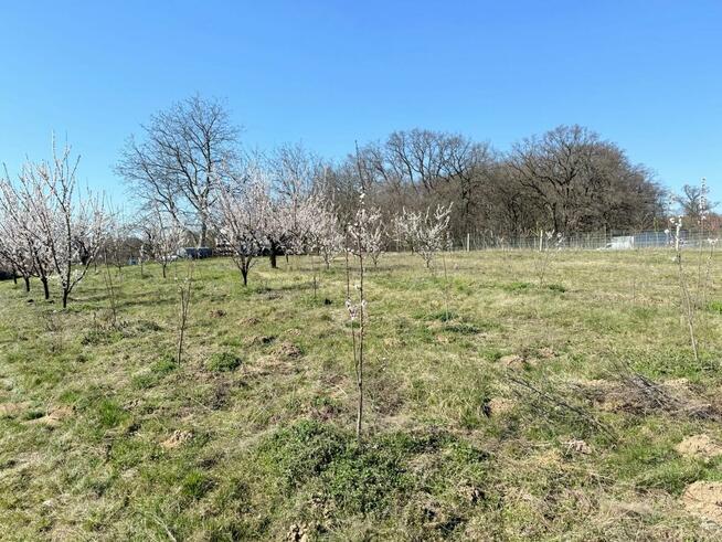 Działka siedliskowa 4344 m2, wydane WZ - Brochocin