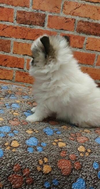 Pomeranian szpic miniaturowy chlopiec