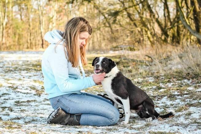 Maks-czarno biały pies do adopcji -podaruj dom
