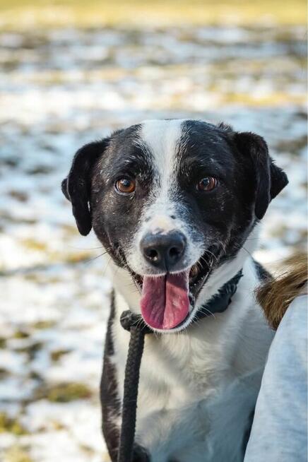 Maks-czarno biały pies do adopcji -podaruj dom