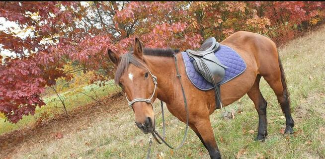 Sprzedam lub wymienię