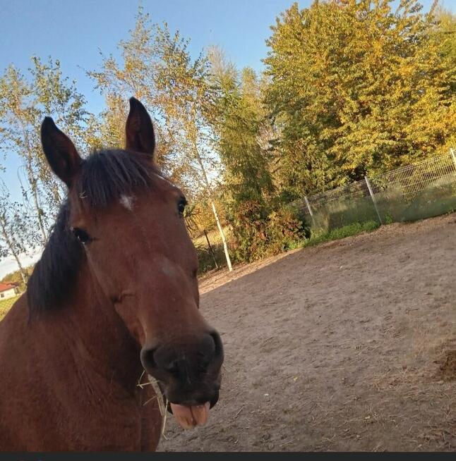 Sprzedam lub wymienię