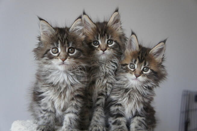 śliczne kocięta MAINE COON