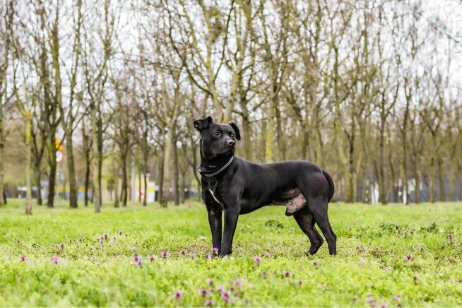 Scooby-pies w typie rasy czeka na stabilny i wyrozumialy dom