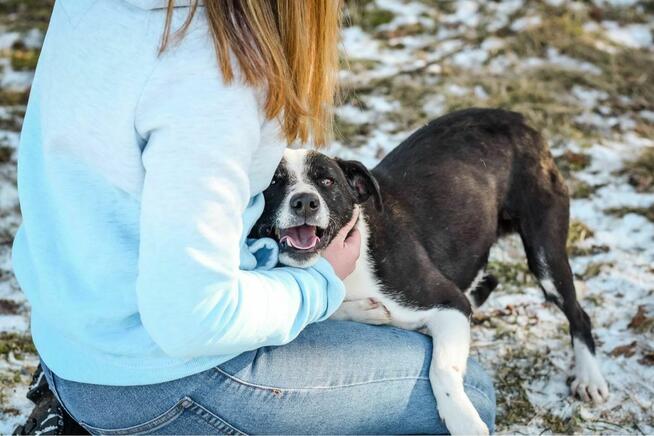 Maks-czarno biały pies do adopcji -podaruj dom