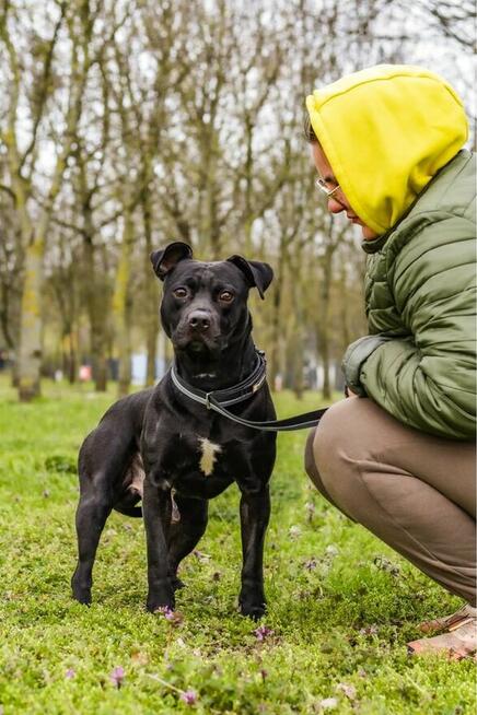 Scooby-pies w typie rasy czeka na stabilny i wyrozumialy dom