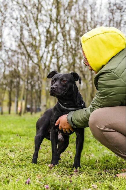 Scooby-pies w typie rasy czeka na stabilny i wyrozumialy dom