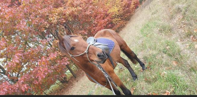 Sprzedam lub wymienię