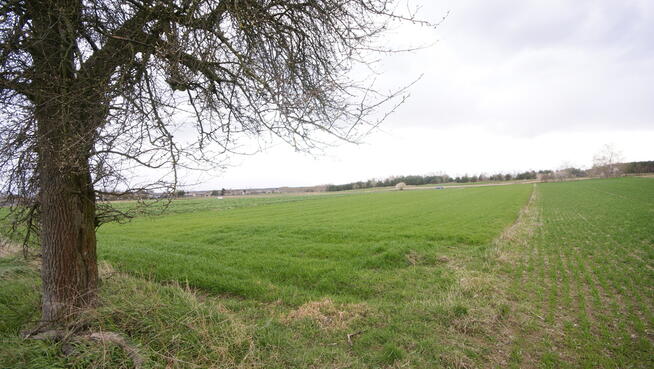 Działka rol-bud lub 2 mniejsze Zawieprzyce Kolonia