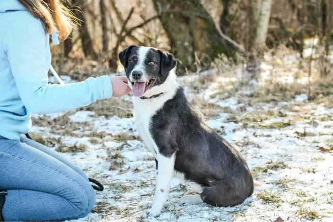 Maks-czarno biały pies do adopcji -podaruj dom