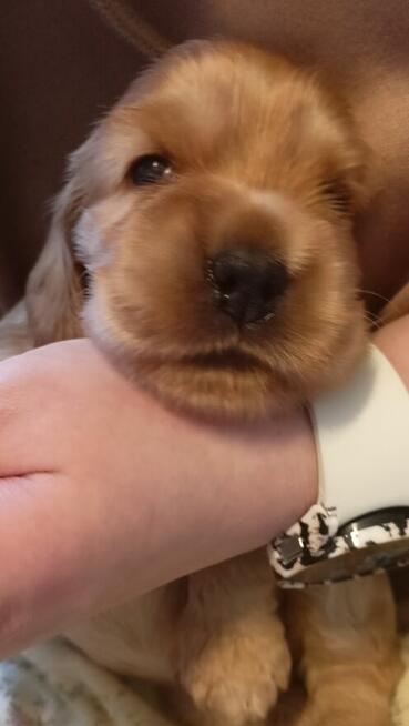 Cocker Spaniel Angielski szczeniaki ZkwP.FCI