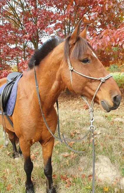 Sprzedam lub wymienię