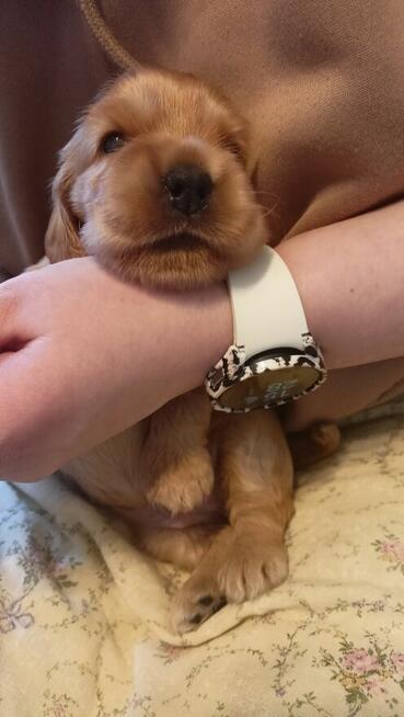 Cocker Spaniel Angielski szczeniaki ZkwP.FCI