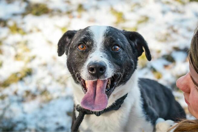 Maks-czarno biały pies do adopcji -podaruj dom