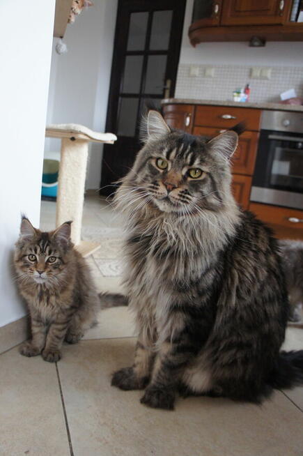 śliczne kocięta MAINE COON
