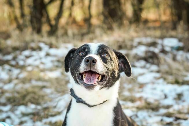 Maks-czarno biały pies do adopcji -podaruj dom