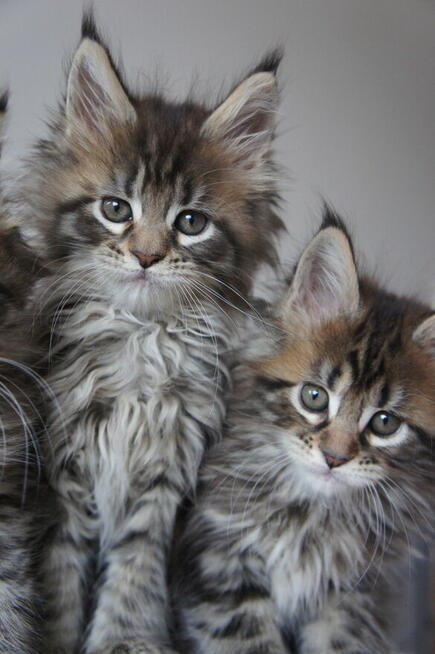 śliczne kocięta MAINE COON