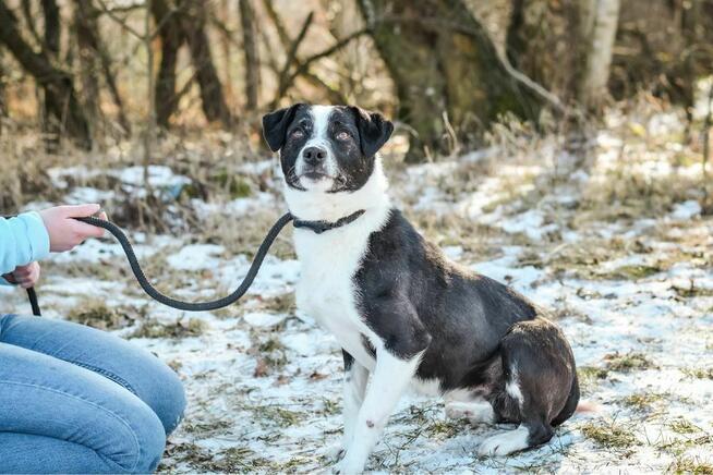 Maks-czarno biały pies do adopcji -podaruj dom
