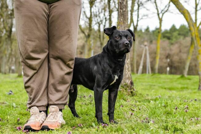 Scooby-pies w typie rasy czeka na stabilny i wyrozumialy dom