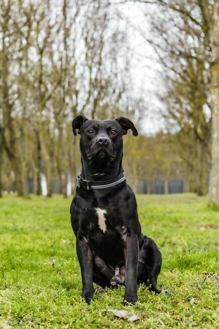 Scooby-pies w typie rasy czeka na stabilny i wyrozumialy dom