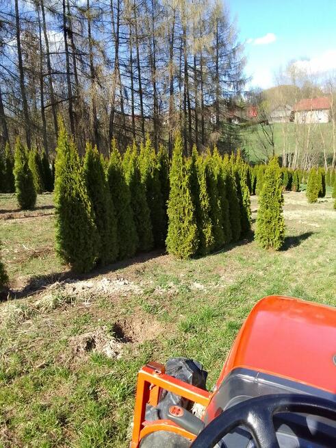 Tuja Szmaragd 200-220