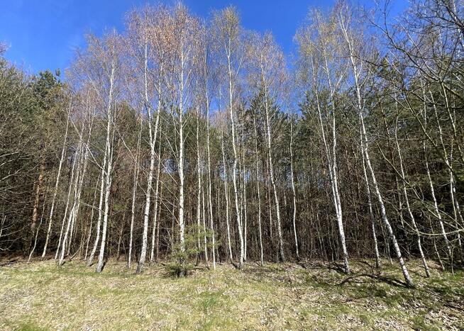 Działka Rekreacyjna, Tyśmienica, Gm. Parczew