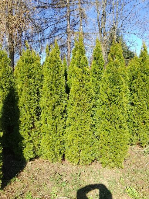 Tuja Szmaragd 200-220